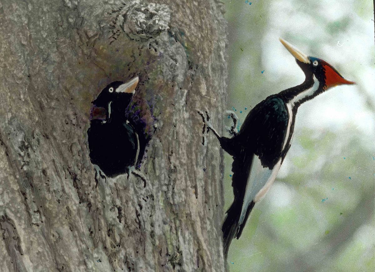 The Hero Who Convinced His Fellow Ornithologists of the Obvious: Stop Shooting Birds and Watch Them Instead post thumbnail image