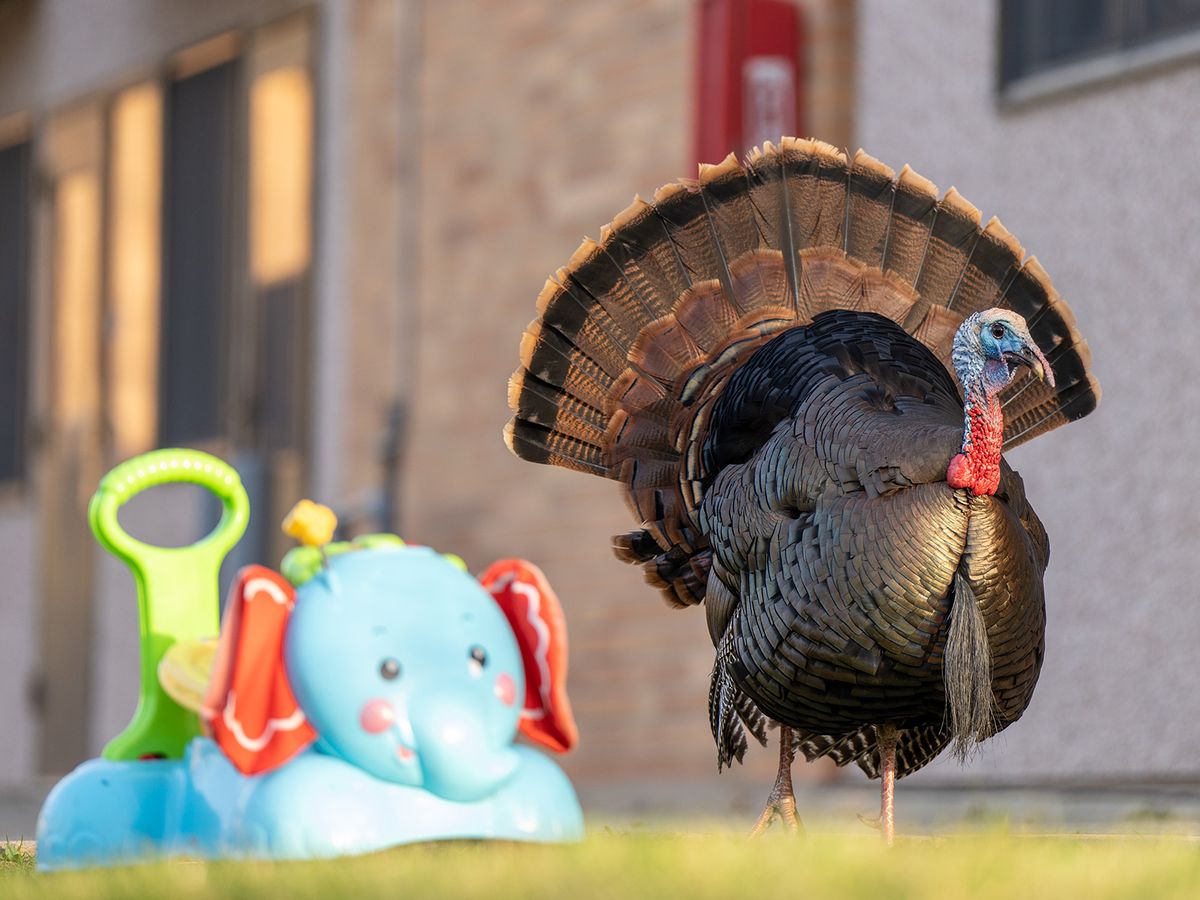 Why Are Urban Turkeys Thriving? post thumbnail image