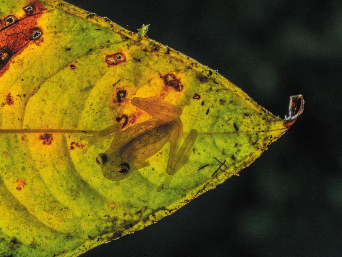 The Andes’ Translucent Glass Frogs Need to Be Seen to Be Saved post thumbnail image