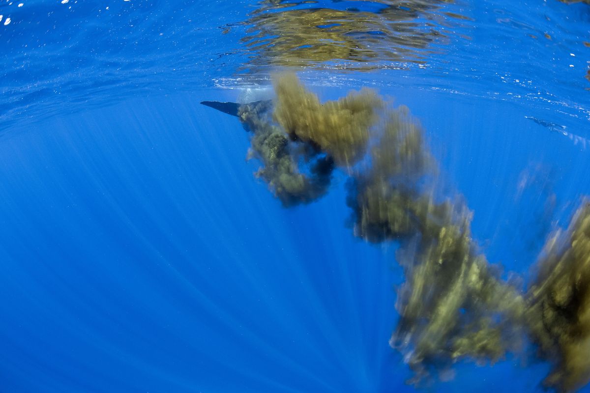 Scientists Are Crafting Fake Whale Poop and Dumping It in the Ocean post thumbnail image