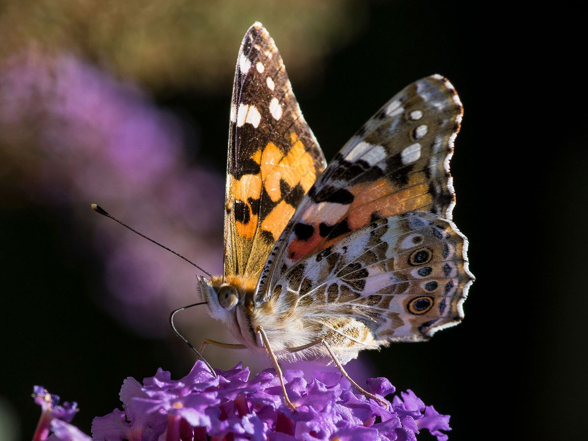 Where Do Butterflies Migrate From? Clues Can Be Found in Pollen on Their Bodies post thumbnail image