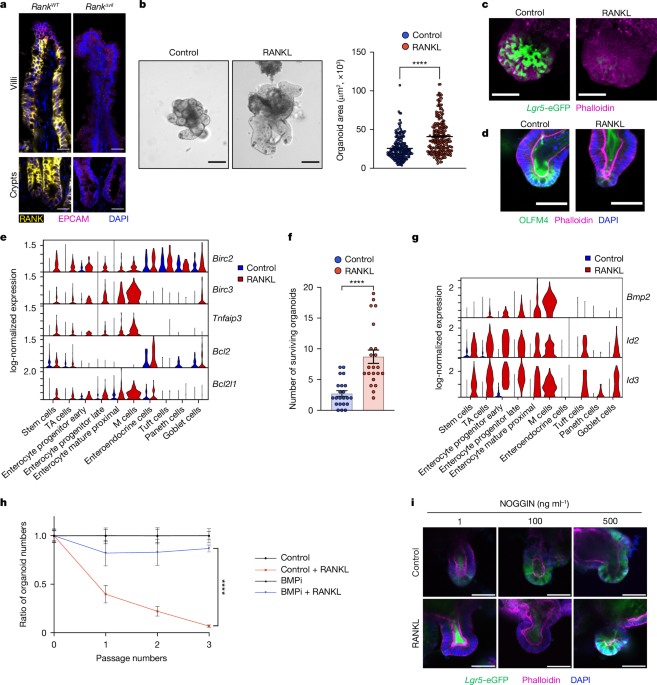 RANK drives structured intestinal epithelial expansion during pregnancy post thumbnail image