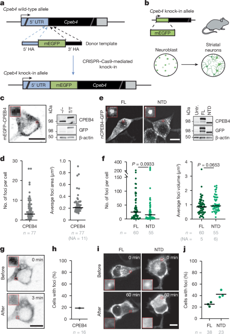 Mis-splicing of a neuronal microexon promotes CPEB4 aggregation in ASD post thumbnail image