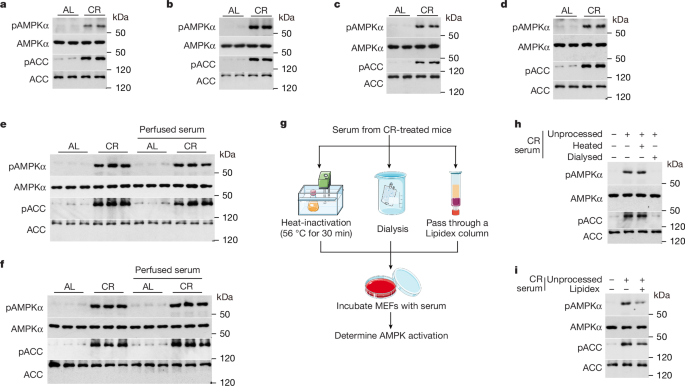 Lithocholic acid phenocopies anti-ageing effects of calorie restriction post thumbnail image