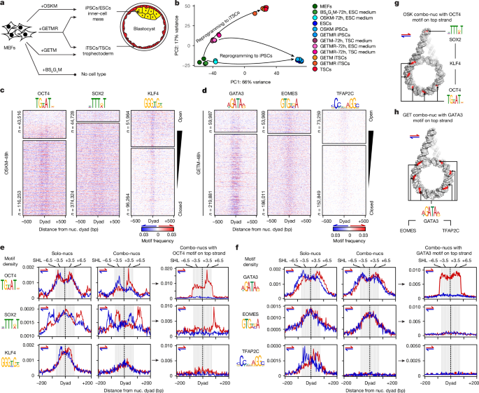 Nucleosome fibre topology guides transcription factor binding to enhancers post thumbnail image