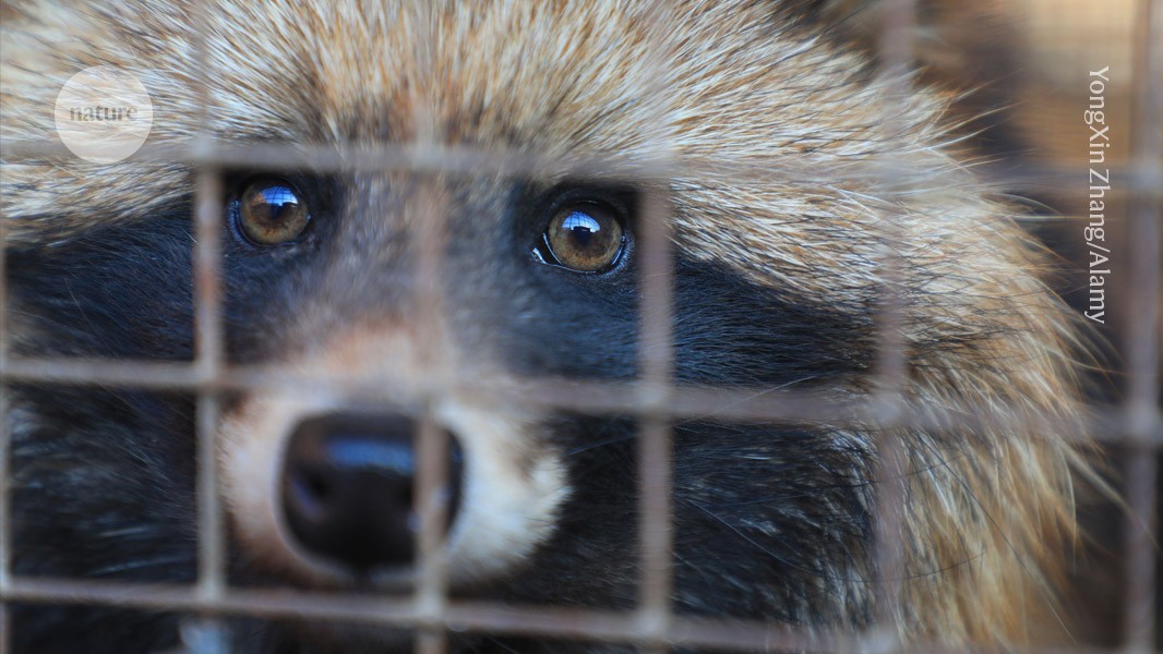 Sick animals suggest COVID pandemic started in Wuhan market post thumbnail image