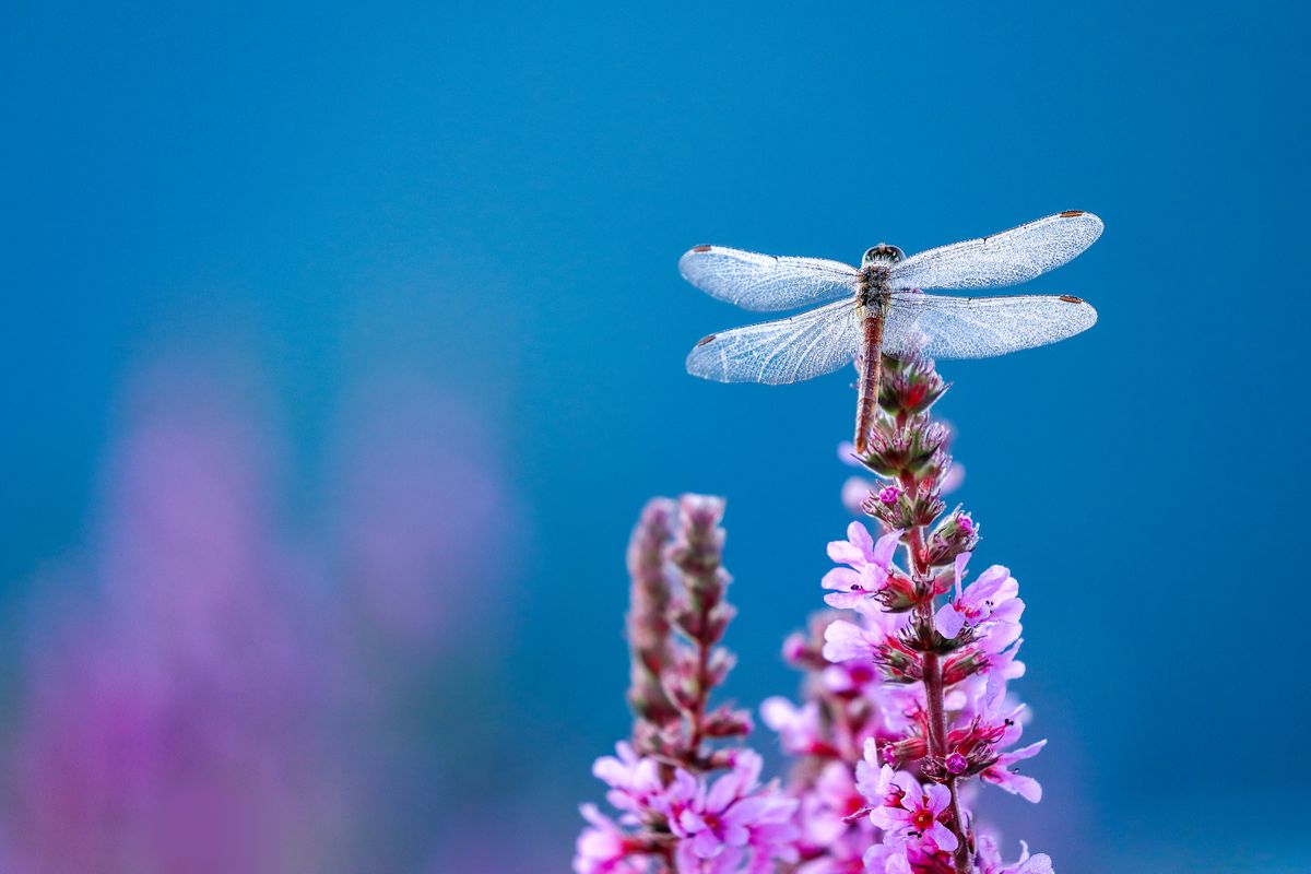 14 Fun Facts About Dragonflies, From Their Lethal Hunting Prowess to Incredible Migratory Feats post thumbnail image