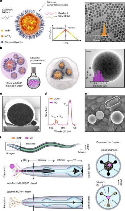 Upconverting microgauges reveal intraluminal force dynamics in vivo post thumbnail image