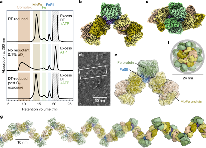 Conformational protection of molybdenum nitrogenase by Shethna protein II post thumbnail image