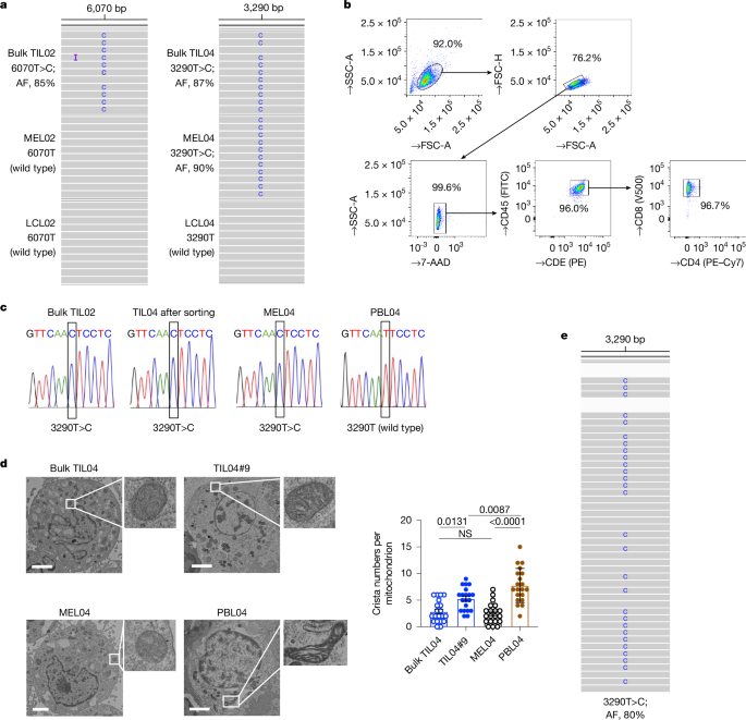 Immune evasion through mitochondrial transfer in the tumour microenvironment post thumbnail image