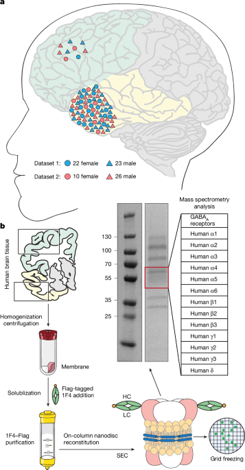 Resolving native GABAA receptor structures from the human brain post thumbnail image