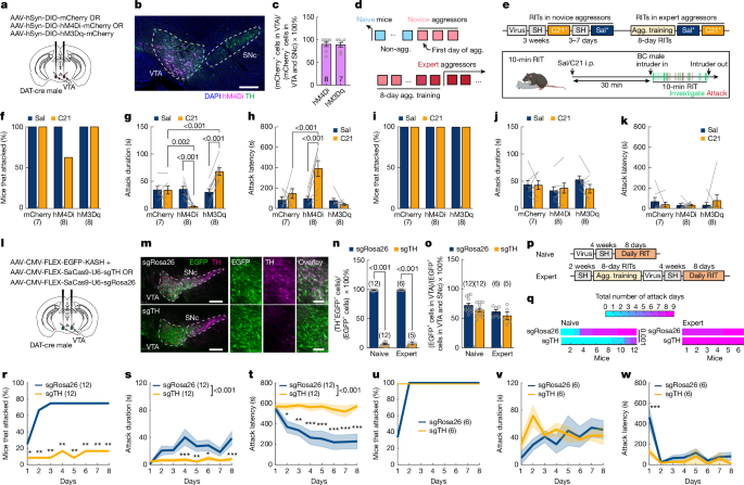 Experience-dependent dopamine modulation of male aggression post thumbnail image