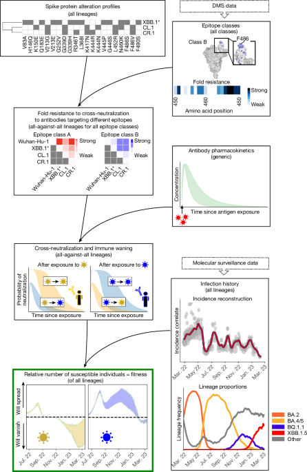 SARS-CoV-2 evolution on a dynamic immune landscape post thumbnail image