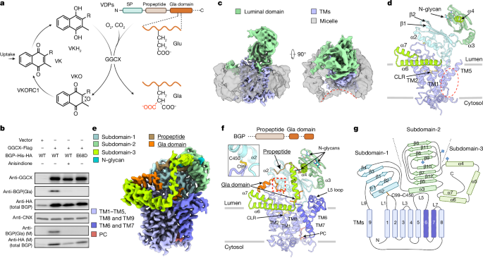 Structure and mechanism of vitamin-K-dependent γ-glutamyl carboxylase post thumbnail image