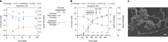 Methanol transfer supports metabolic syntrophy between bacteria and archaea post thumbnail image