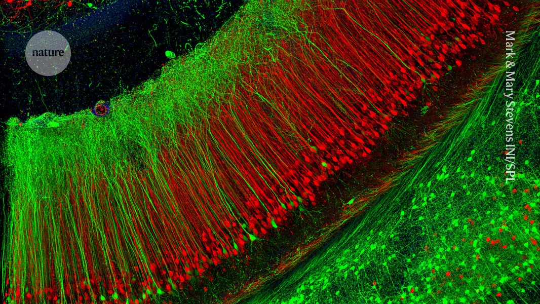 Why don’t new memories overwrite old ones? Sleep science holds clues post thumbnail image