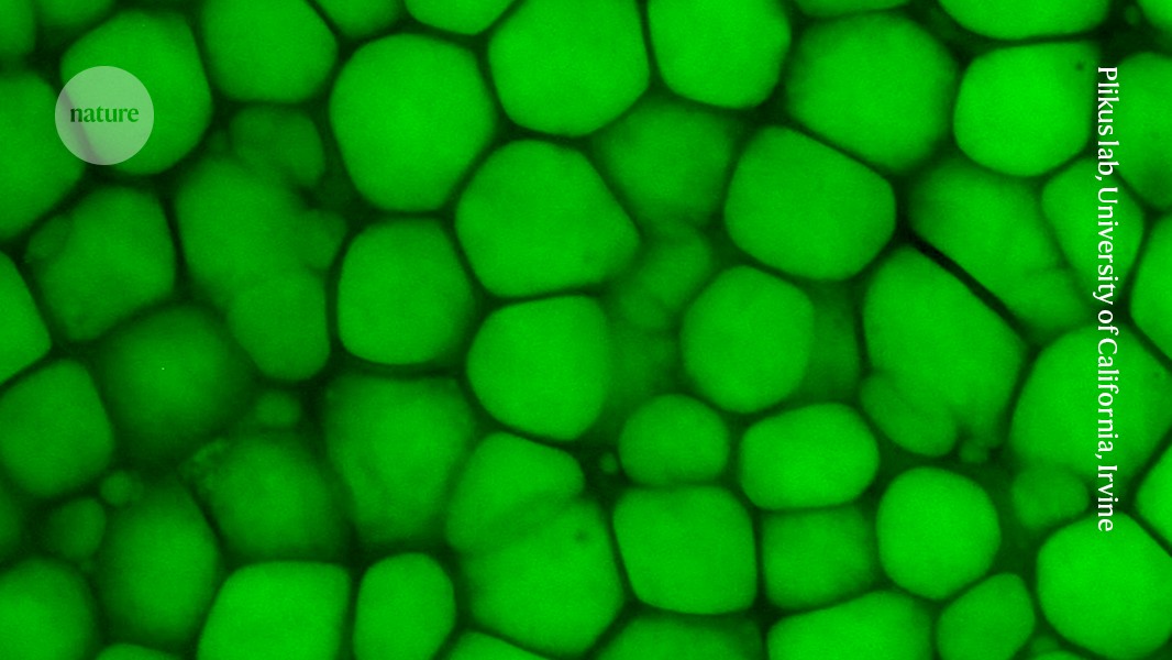 the fatty cells that are the ‘bubble wrap’ of the body post thumbnail image