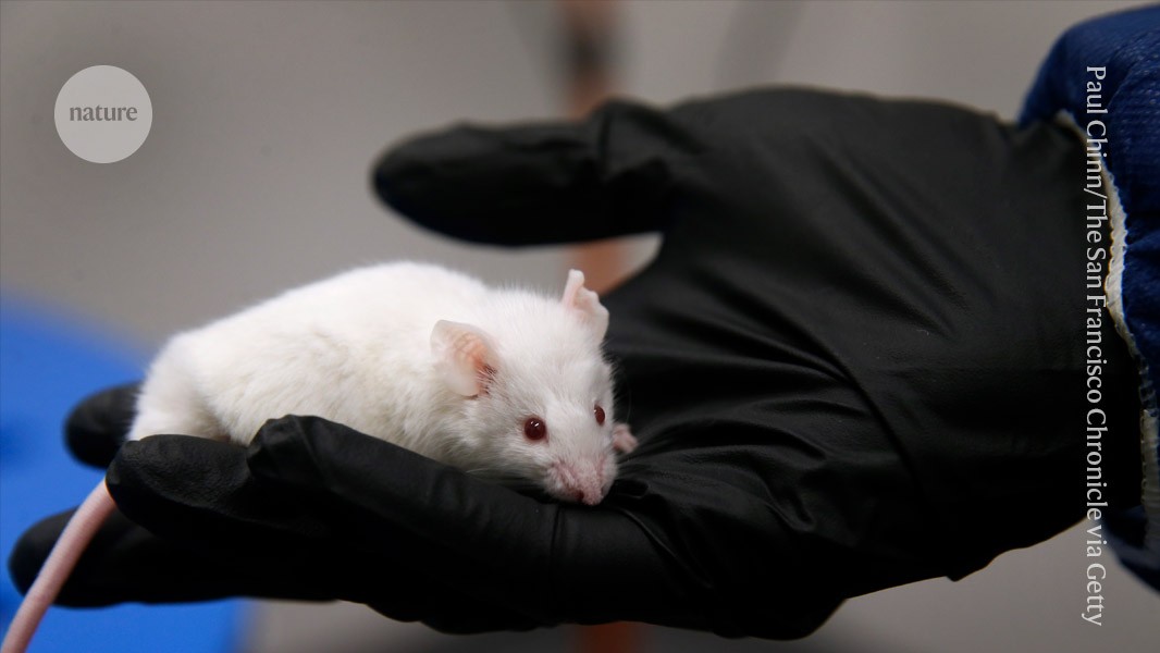 RNA molecule rejuvenates ageing mice by restoring old cells post thumbnail image