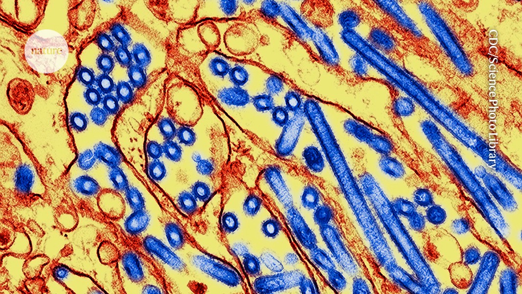 Will bird flu spark a human pandemic? Scientists say the risk is rising post thumbnail image