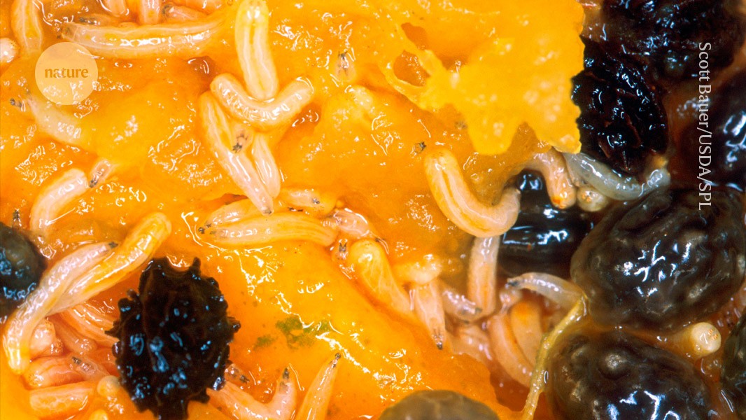 Biologists pinpoint neurons that sense how food tastes and feels — in maggots post thumbnail image