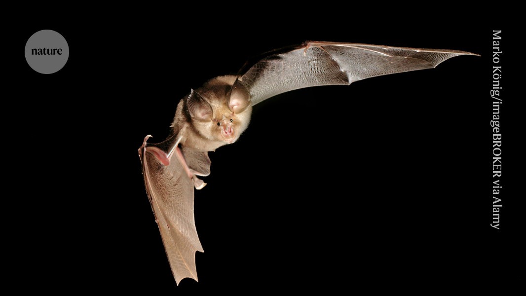 How flight helped bats become invincible to viruses post thumbnail image