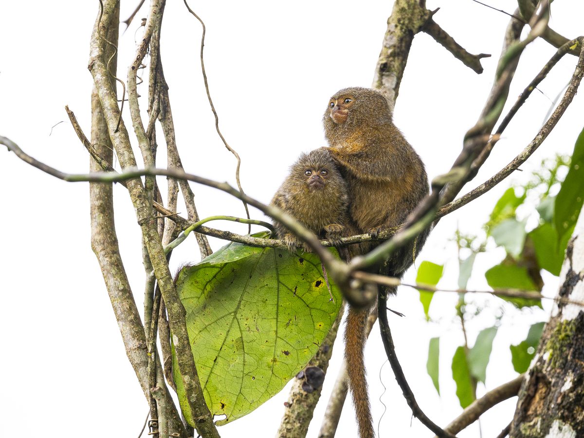 They’re Adorable. And Endangered. Meet the World’s Smallest Monkey: the Pygmy Marmoset post thumbnail image