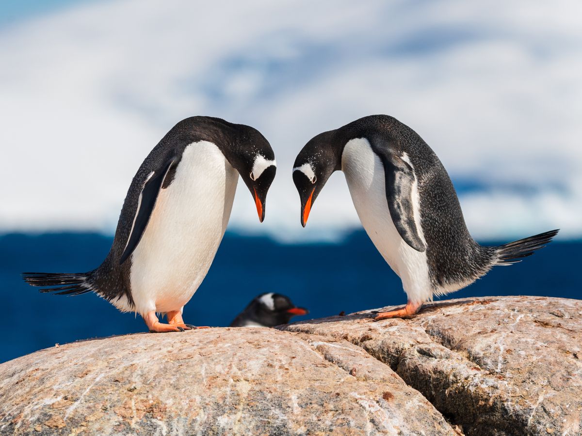 See 15 Adorable Photos of Playful, Picture-Perfect Penguins post thumbnail image