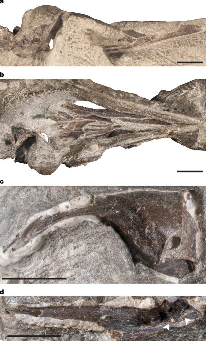 Cretaceous Antarctic bird skull elucidates early avian ecological diversity post thumbnail image