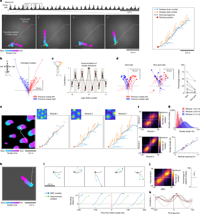 Left–right-alternating theta sweeps in entorhinal–hippocampal maps of space post thumbnail image