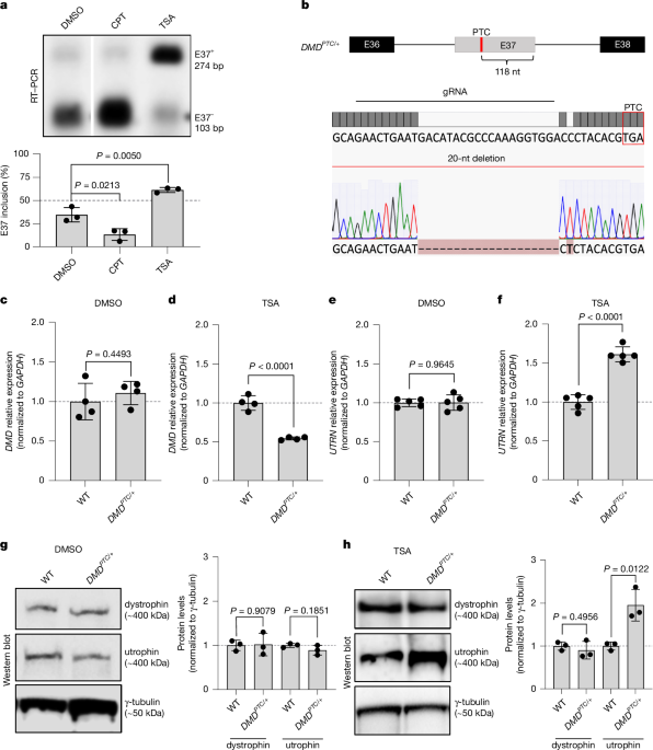 Transcriptional adaptation upregulates utrophin in Duchenne muscular dystrophy post thumbnail image