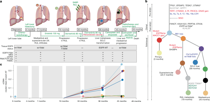 Clonal driver neoantigen loss under EGFR TKI and immune selection pressures post thumbnail image