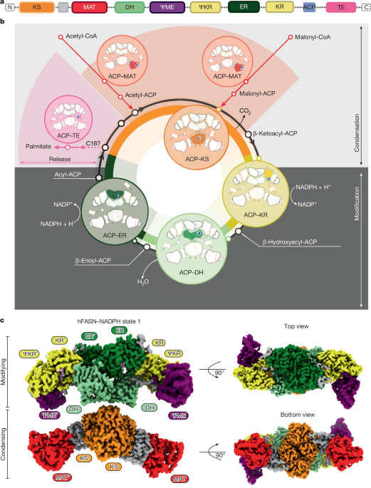 Snapshots of acyl carrier protein shuttling in human fatty acid synthase post thumbnail image