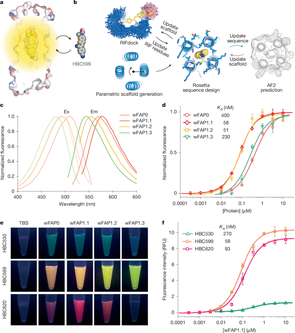 De novo design of transmembrane fluorescence-activating proteins post thumbnail image