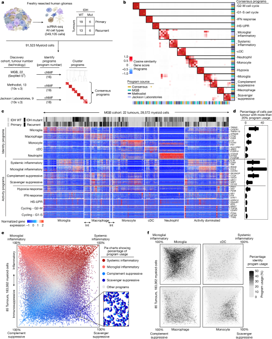 Programs, origins and immunomodulatory functions of myeloid cells in glioma post thumbnail image