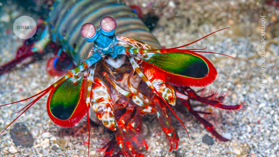 Mantis shrimp have the world’s fastest punch — here’s how their limbs survive post thumbnail image