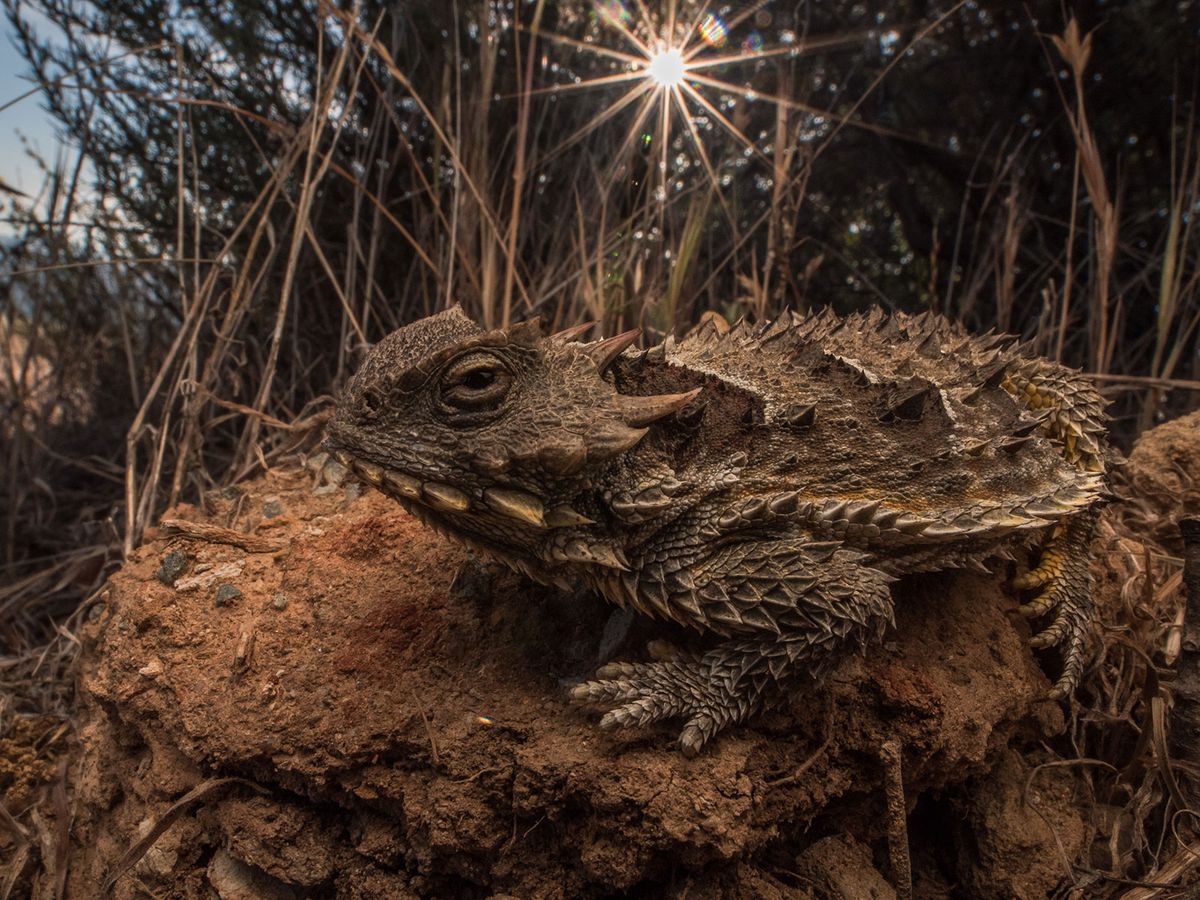 Here’s How the Los Angeles Wildfires Are Affecting Animals, From Fish to Snakes to Birds post thumbnail image