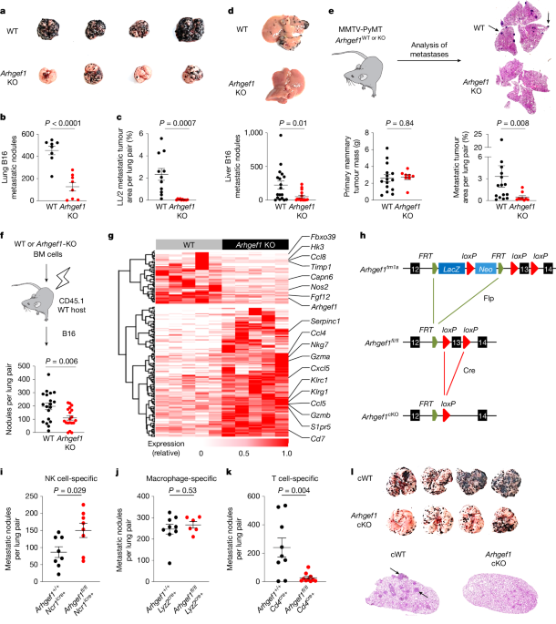 Aspirin prevents metastasis by limiting platelet TXA2 suppression of T cell immunity post thumbnail image