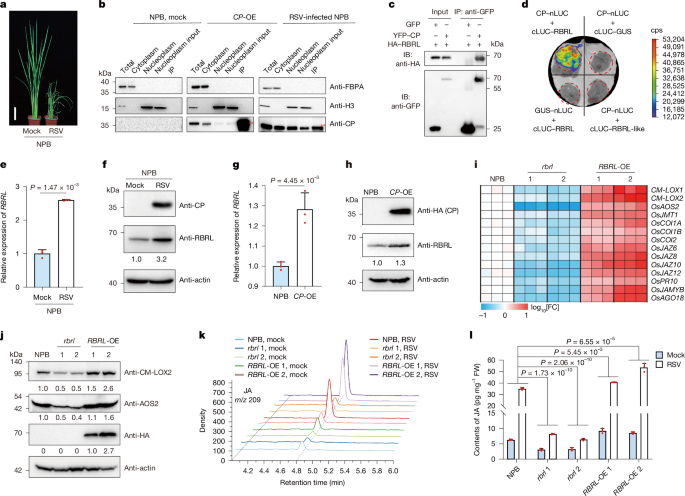 Perception of viral infections and initiation of antiviral defence in rice post thumbnail image