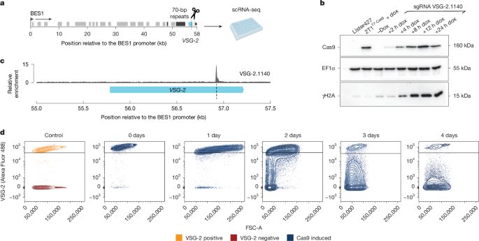 Genomic determinants of antigen expression hierarchy in African trypanosomes post thumbnail image