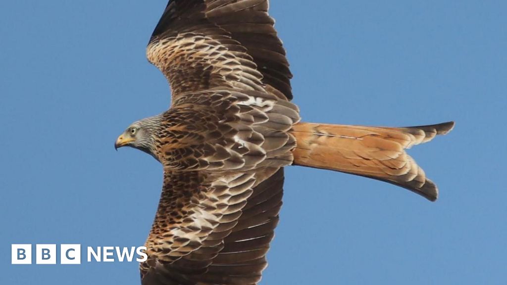 Police investigate poisoning of protected bird of prey post thumbnail image