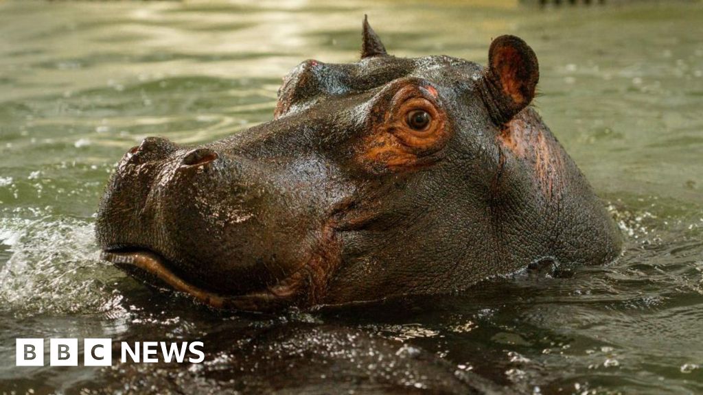 Longleat Safari Park welcomes hippo sisters post thumbnail image