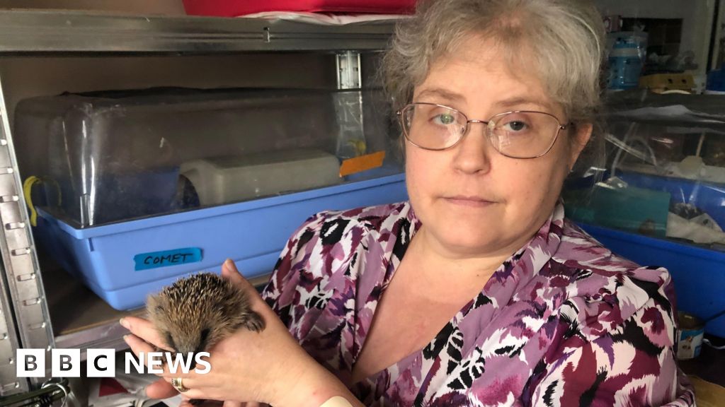 Tributes pour in for Chatteris hedgehog charity founder post thumbnail image