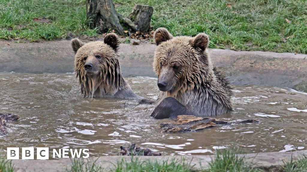 Rogue bears’ honey supply replenished by community in Devon post thumbnail image