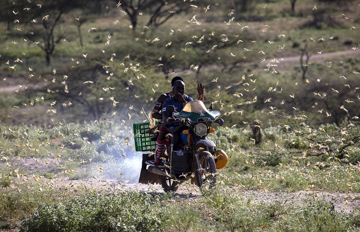 Agencies race to prevent new food crisis as locusts return to northern Africa post thumbnail image
